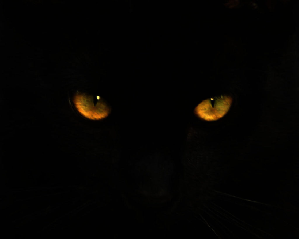 black cat eyes illuminating in darkness