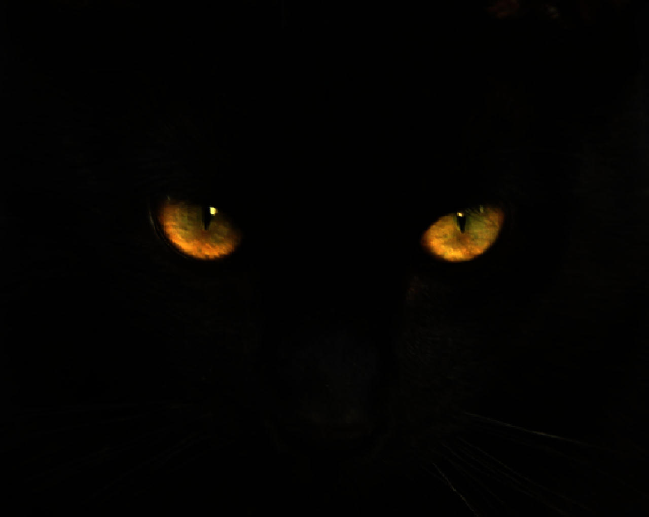 black cat eyes illuminating in darkness